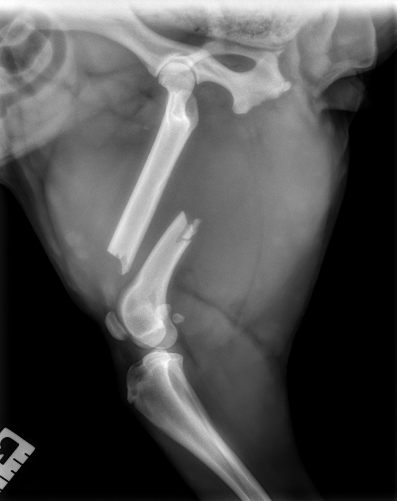 Dairon Molina Booking Photo, Rose, X-ray of Injury 